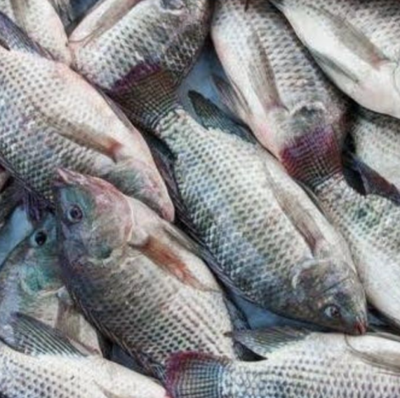 ikan Mujair 1kg (55k)